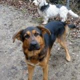2013_joe und dartagnan